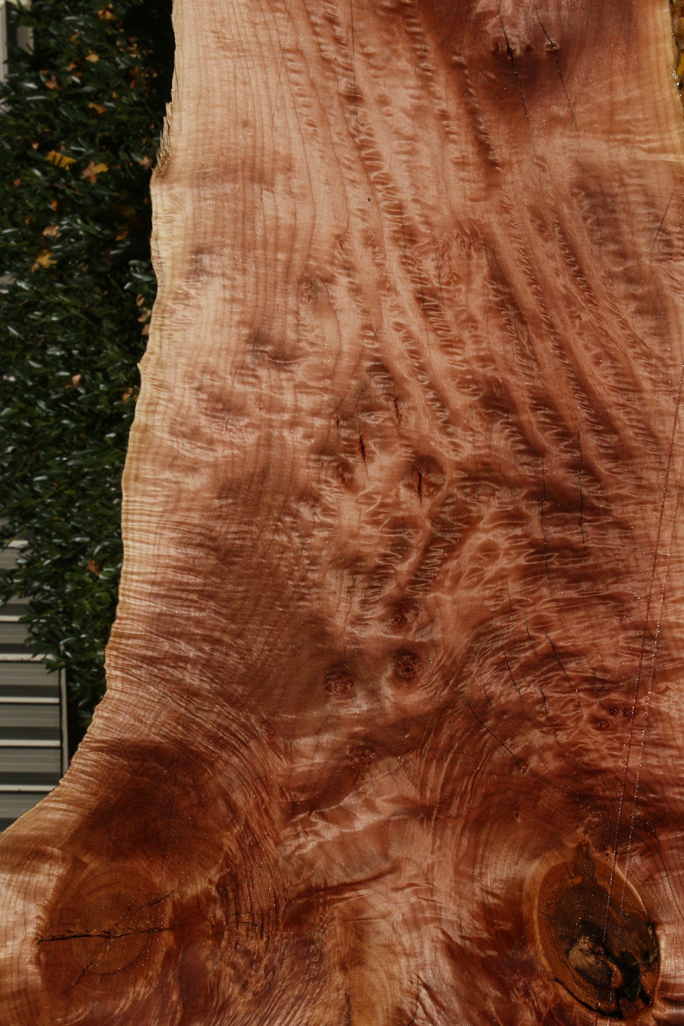 AAA Quilted Maple Live Edge Slab  (Free Shipping Excluded)