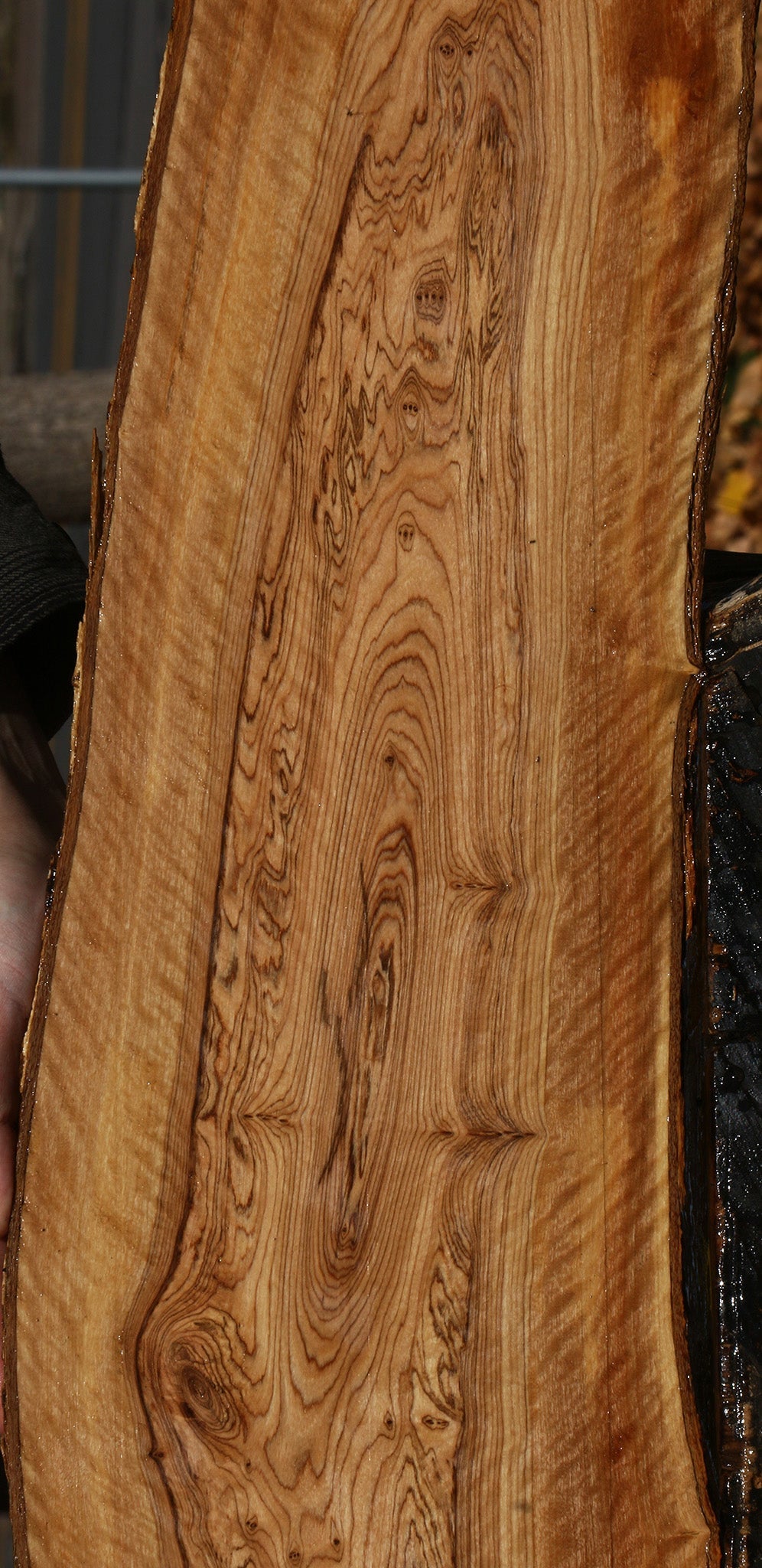 Extra Fancy African Olive Live Edge Lumber
