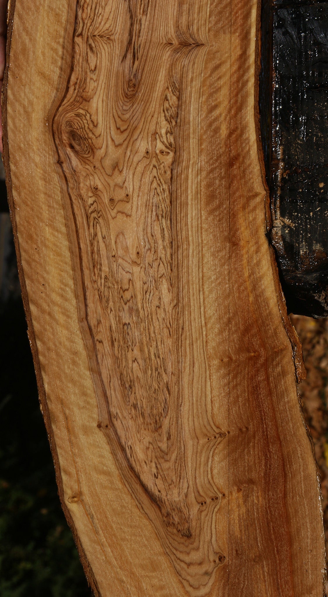 Extra Fancy African Olive Live Edge Lumber