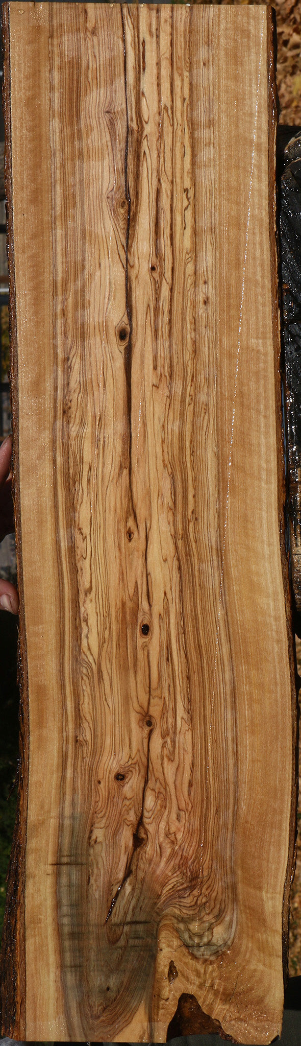 Extra Fancy African Olive Live Edge Lumber