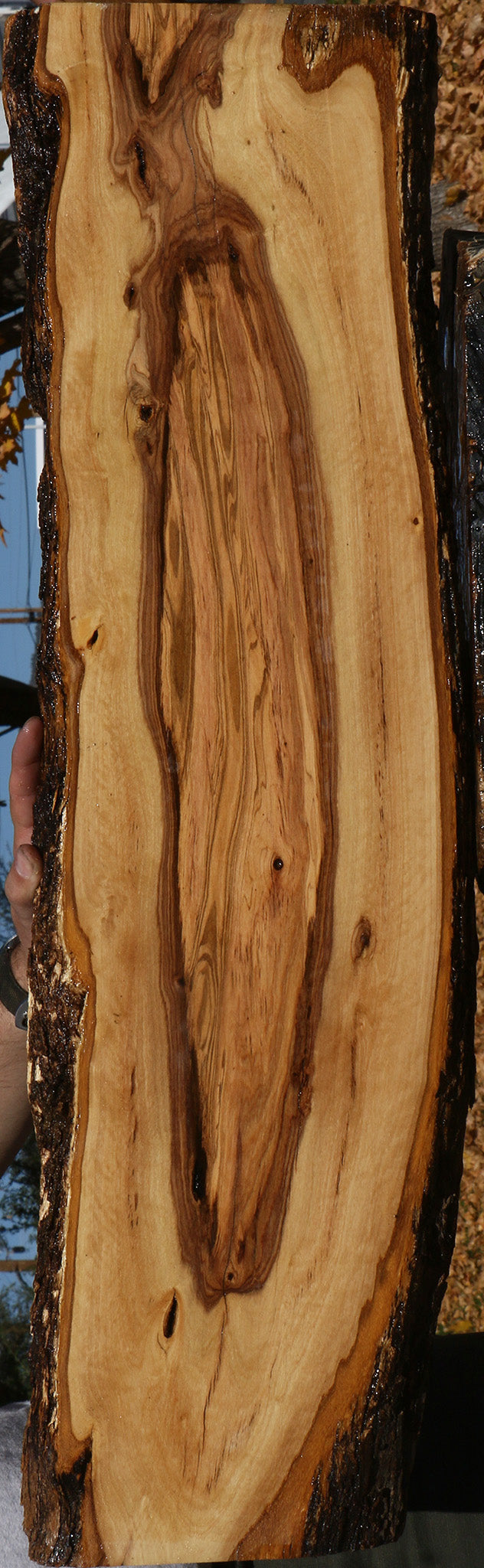 Extra Fancy African Olive Live Edge Lumber