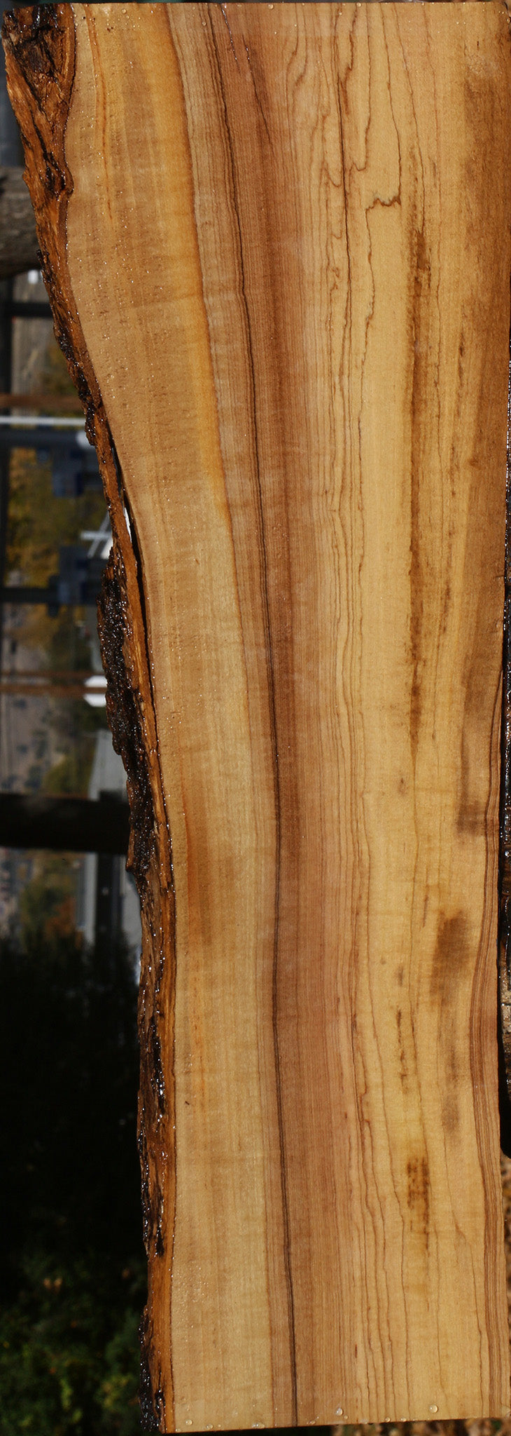 Extra Fancy African Olive Live Edge Lumber