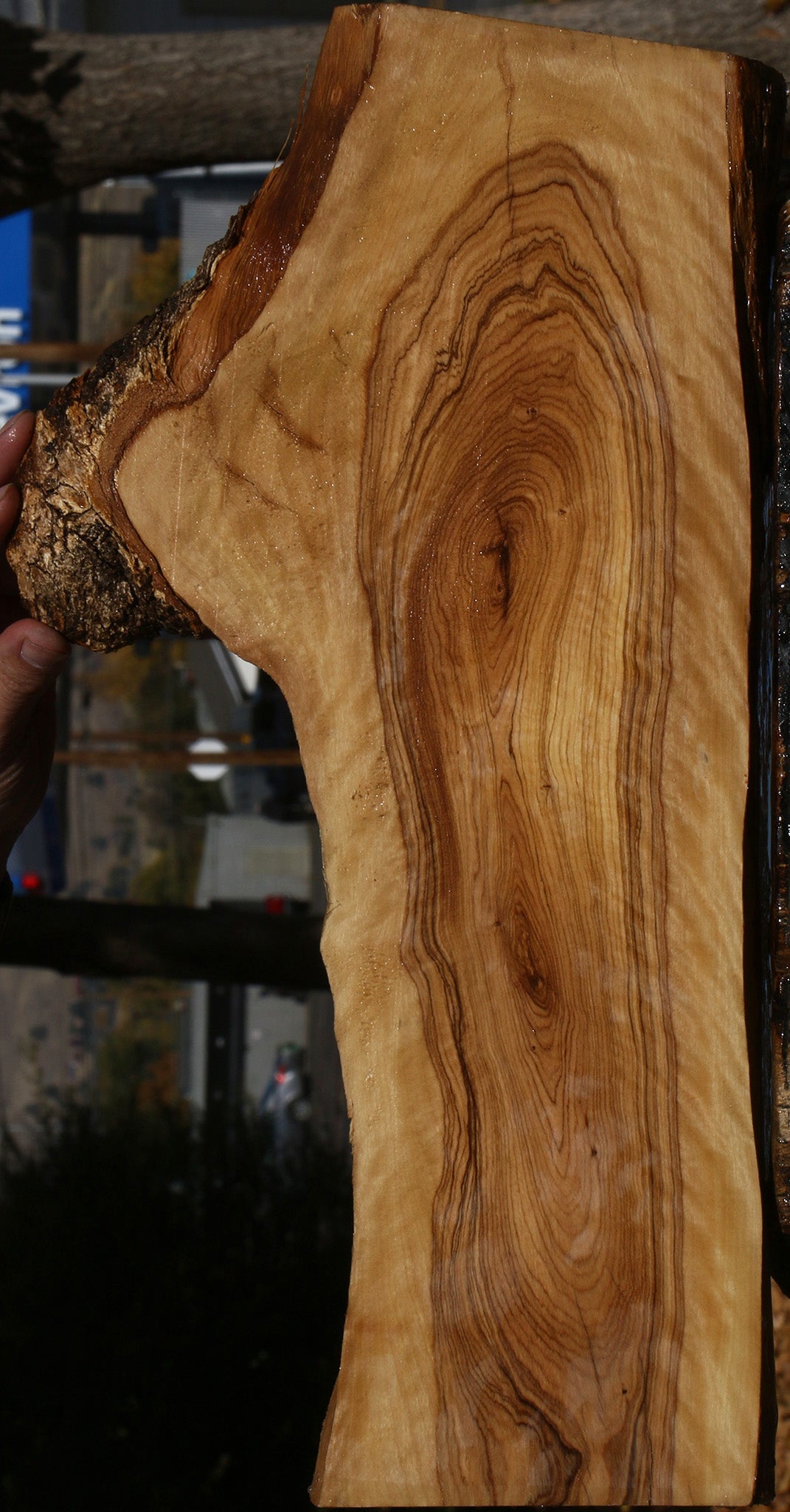 Figured African Olive Live Edge Lumber