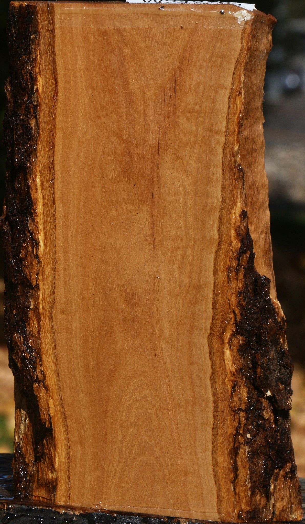 African Olive Live Edge Lumber