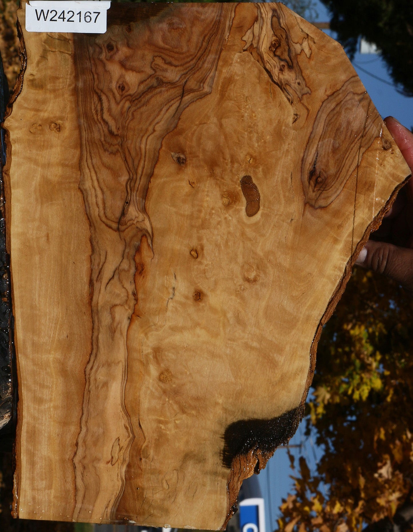 Figured African Olive Live Edge Micro Lumber