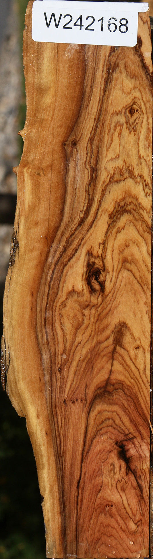 Extra Fancy African Olive Live Edge Lumber
