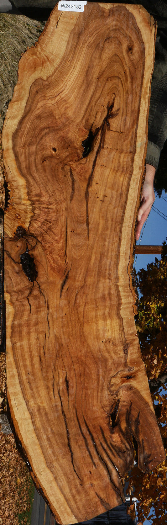 Extra Fancy African Olive Live Edge Lumber