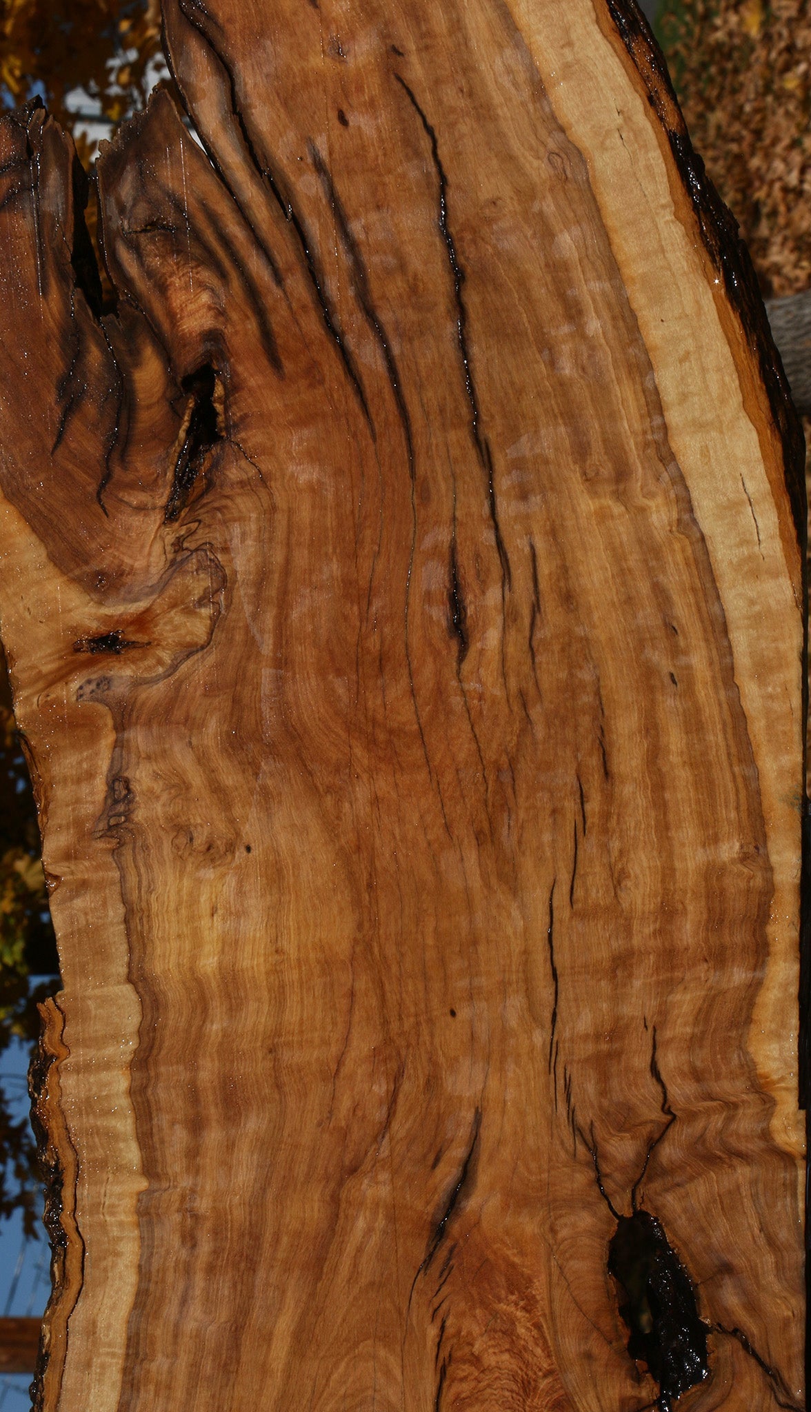 Extra Fancy African Olive Live Edge Lumber