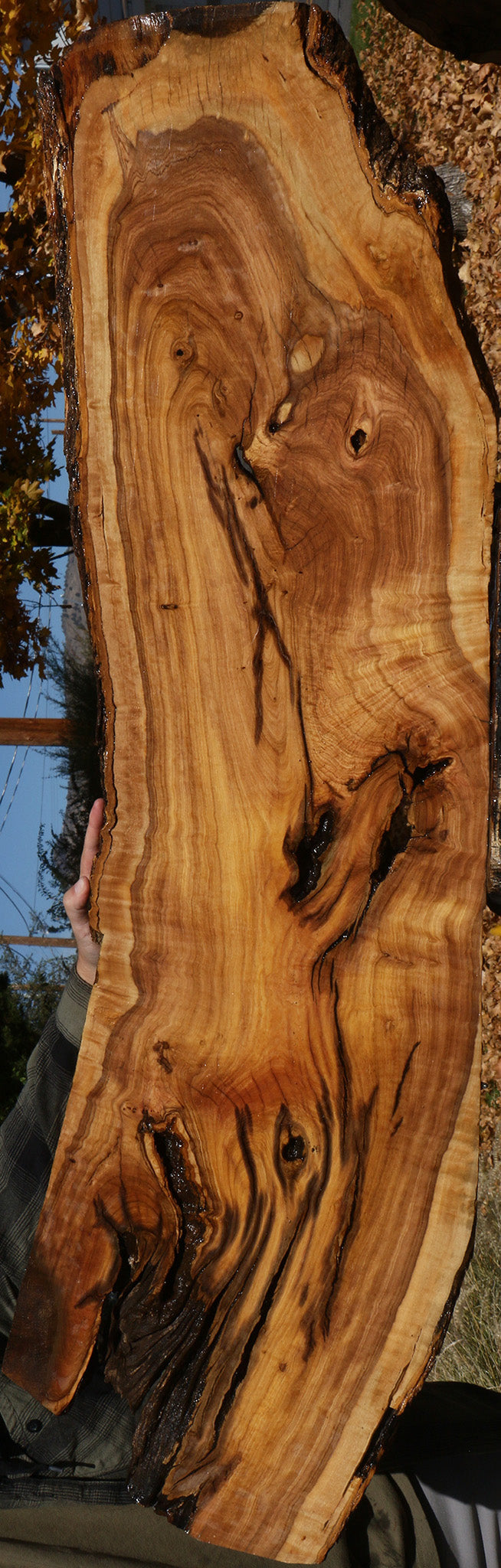 Extra Fancy African Olive Live Edge Lumber