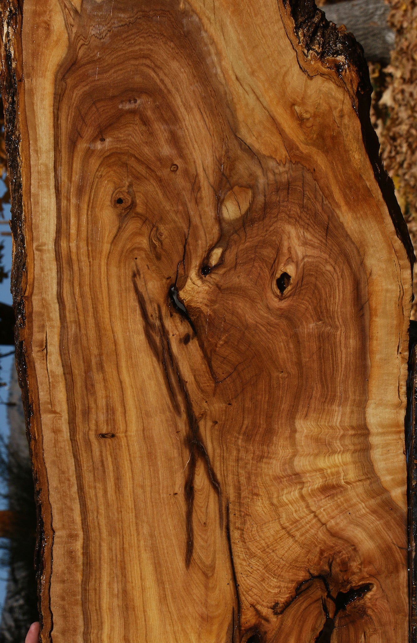 Extra Fancy African Olive Live Edge Lumber