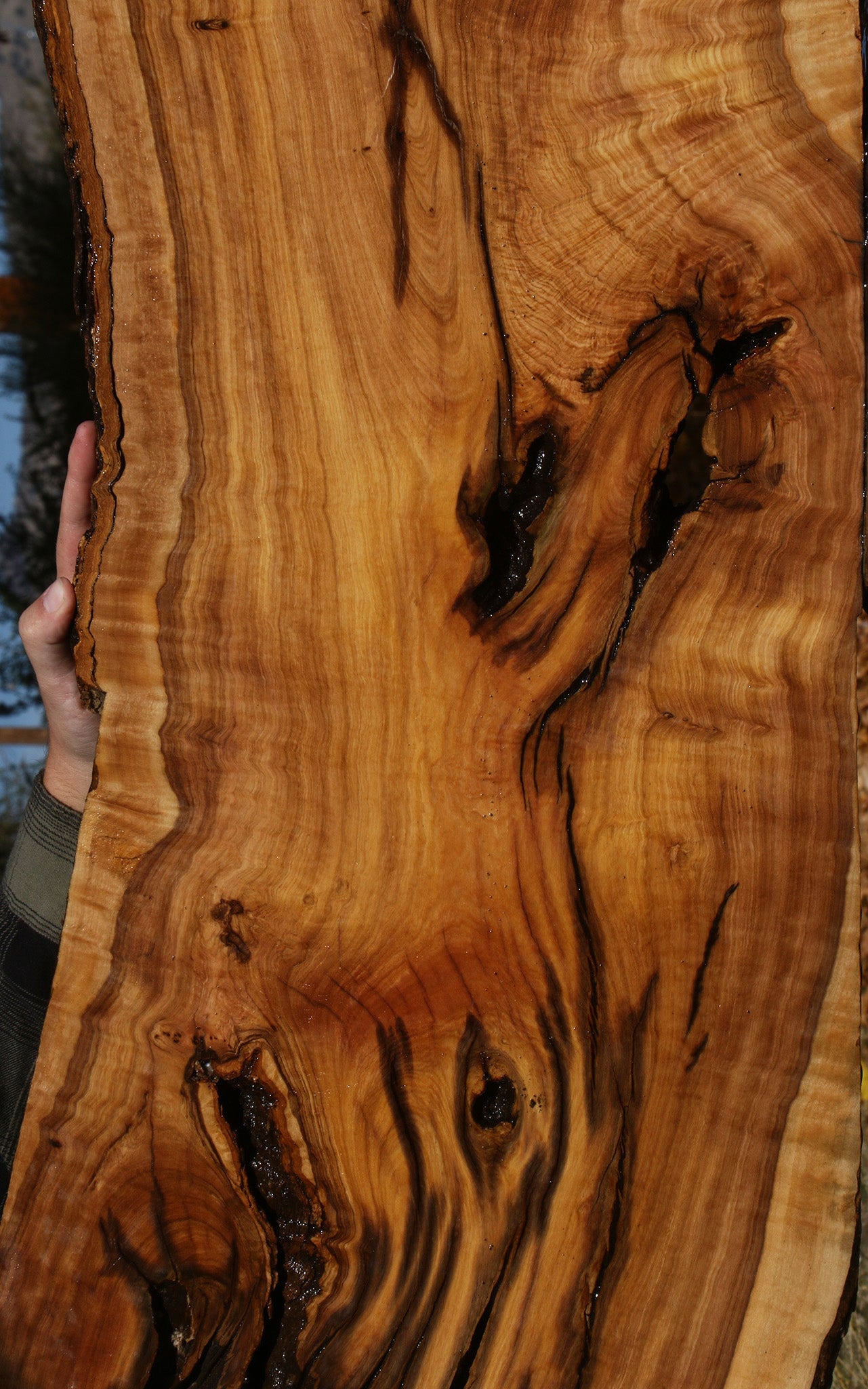 Extra Fancy African Olive Live Edge Lumber
