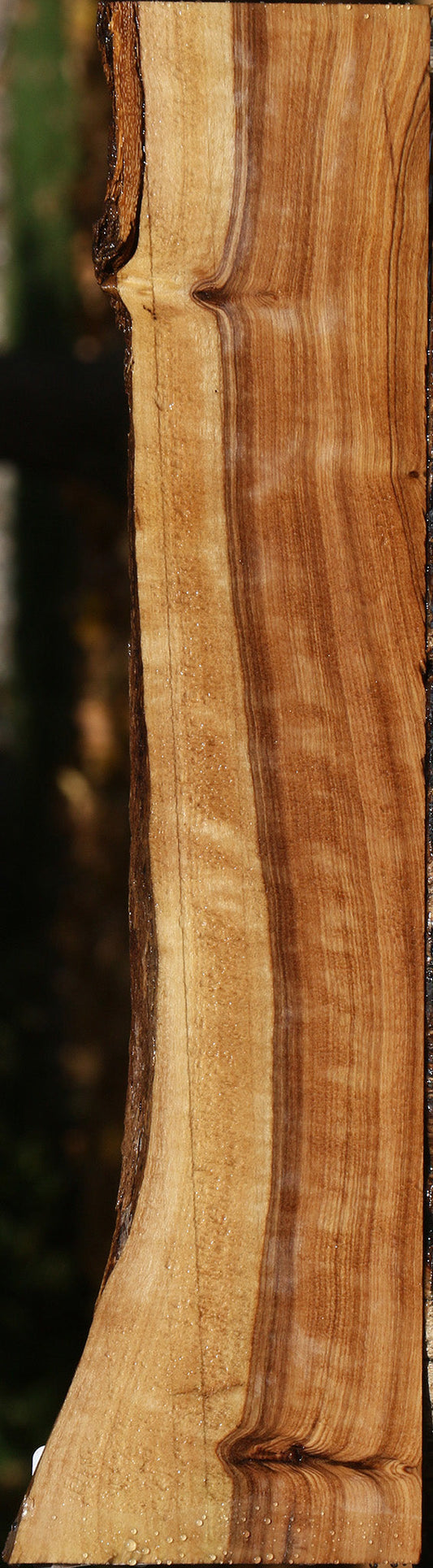 Extra Fancy African Olive Live Edge Lumber