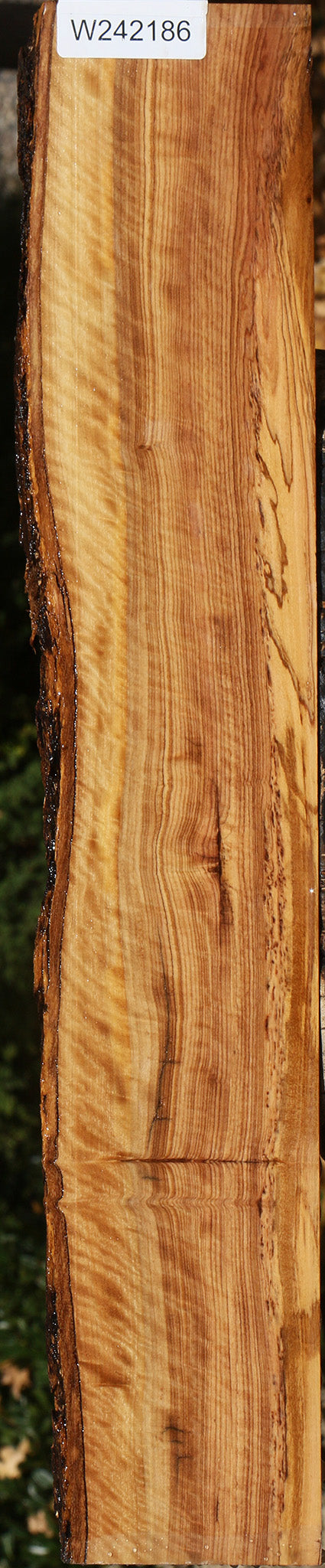 Extra Fancy African Olive Live Edge Lumber