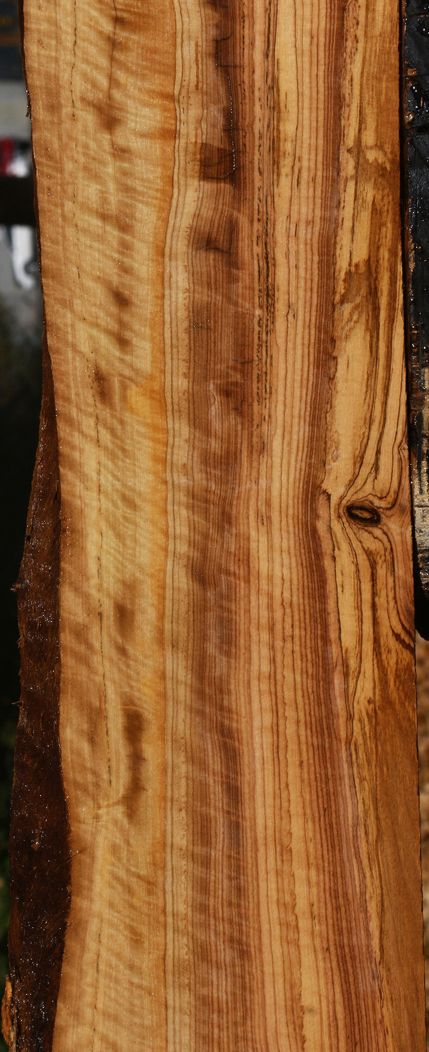 Extra Fancy African Olive Live Edge Lumber
