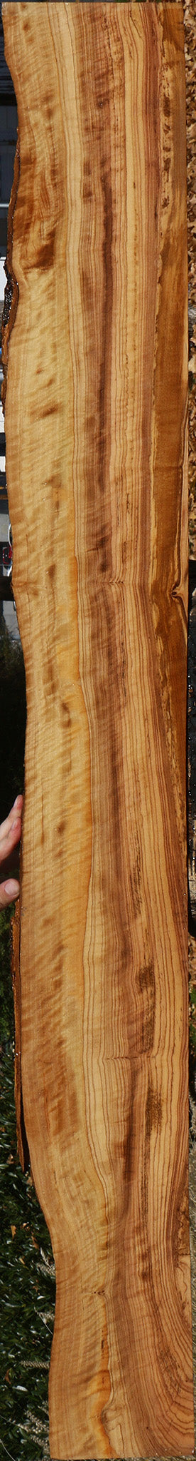 Extra Fancy African Olive Live Edge Lumber