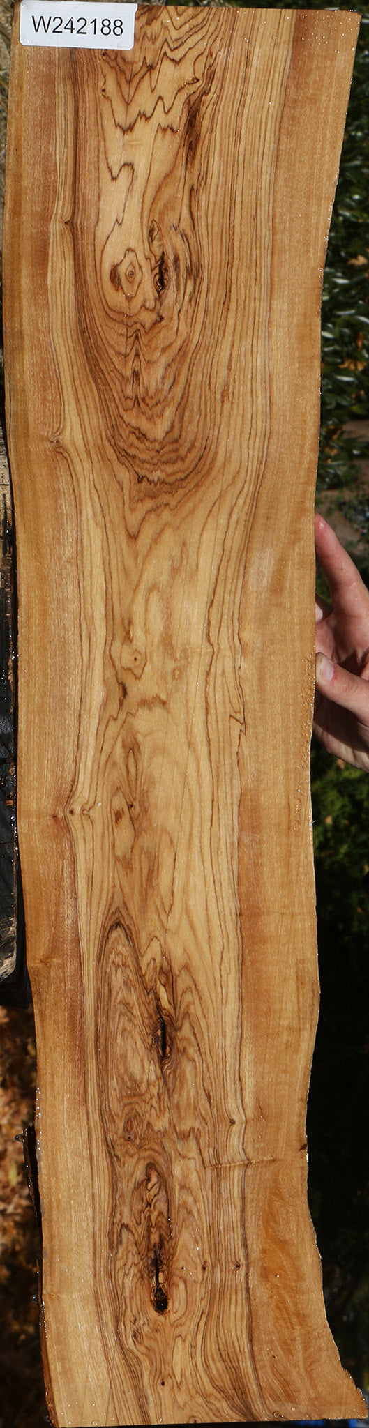 Figured African Olive Live Edge Lumber