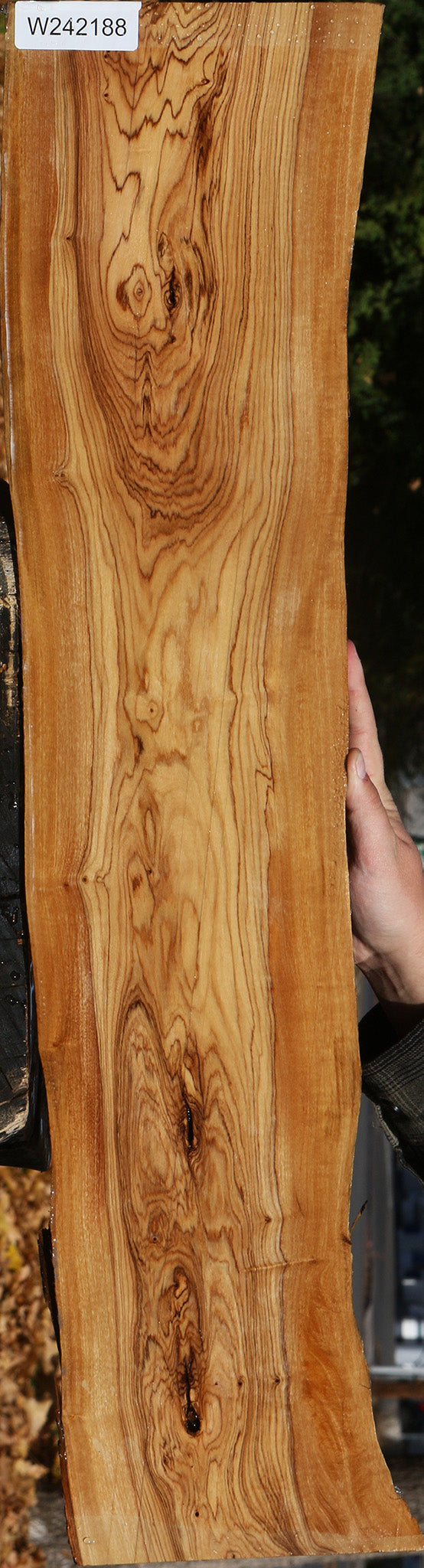 Figured African Olive Live Edge Lumber