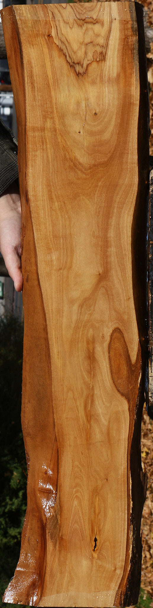 Figured African Olive Live Edge Lumber