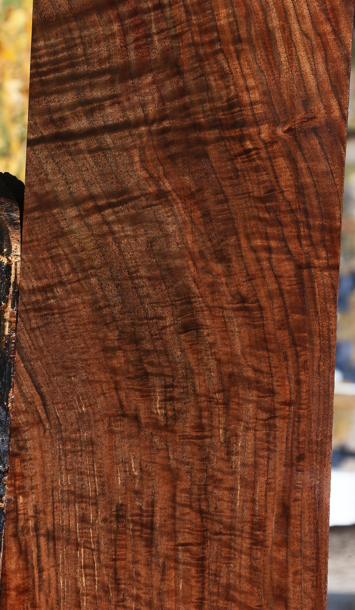 Extra Fancy Grafted Claro/English Walnut Lumber