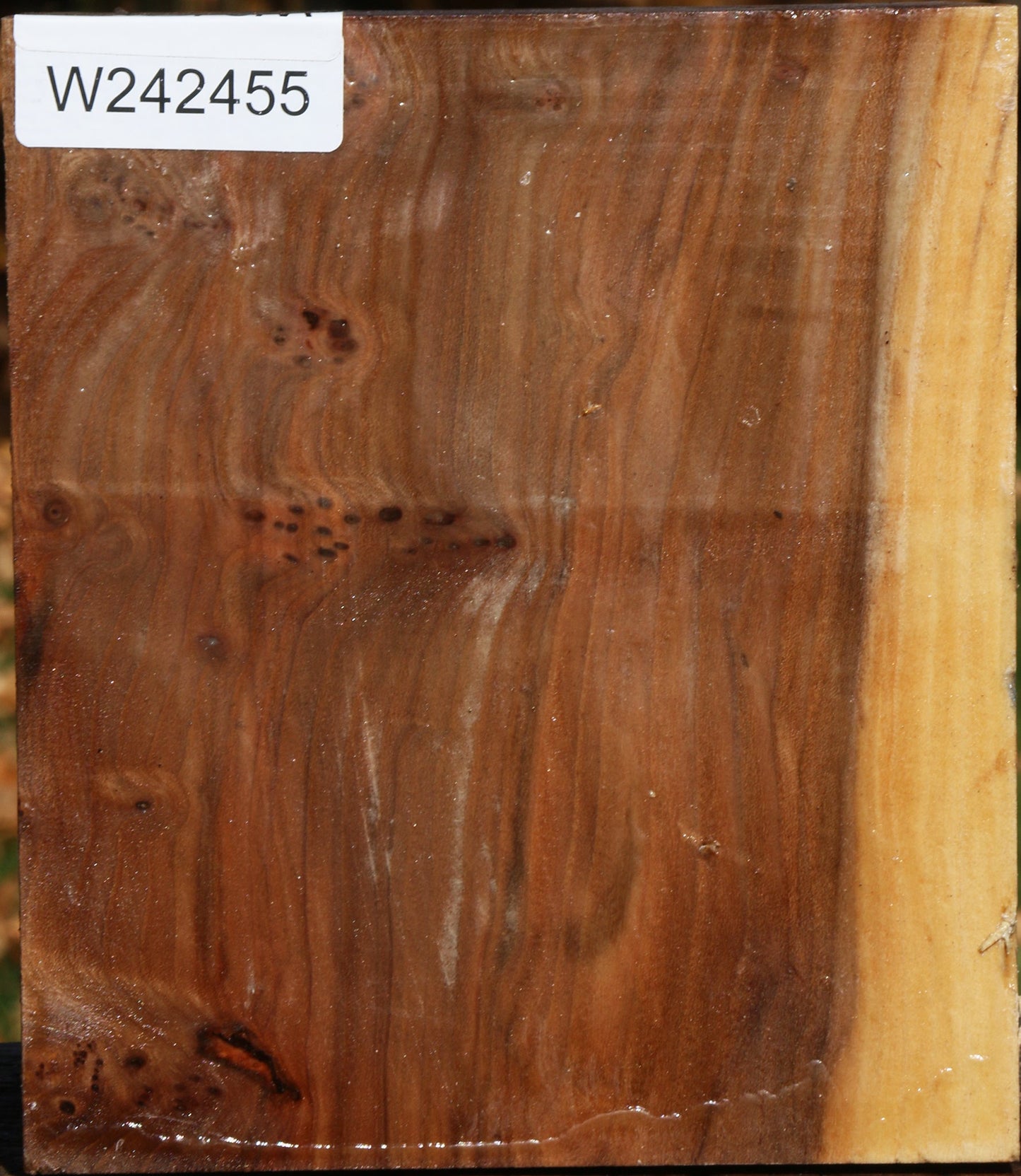 Figured Elm Bowl Blank