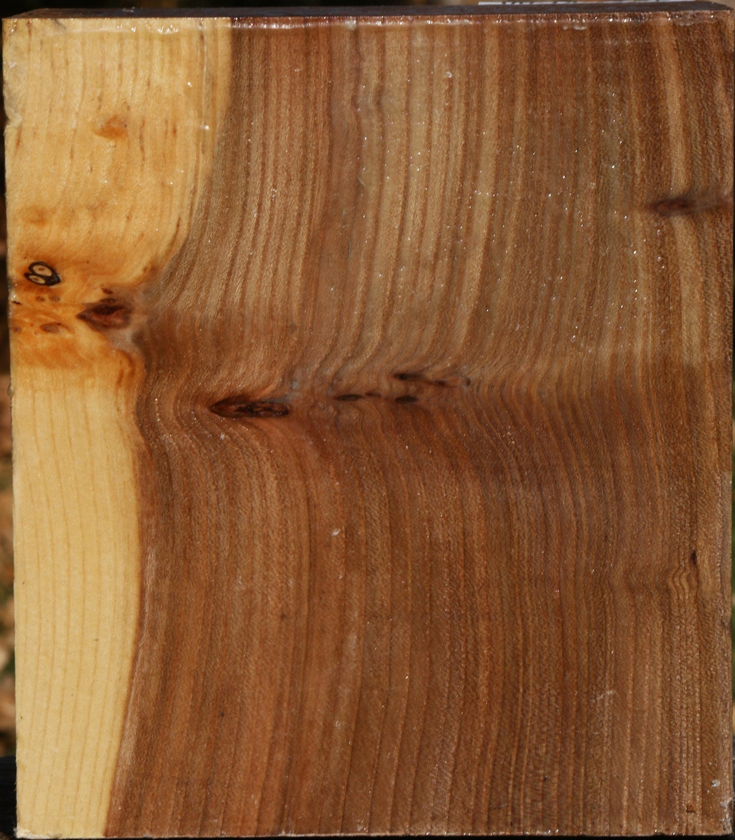 Figured Elm Bowl Blank