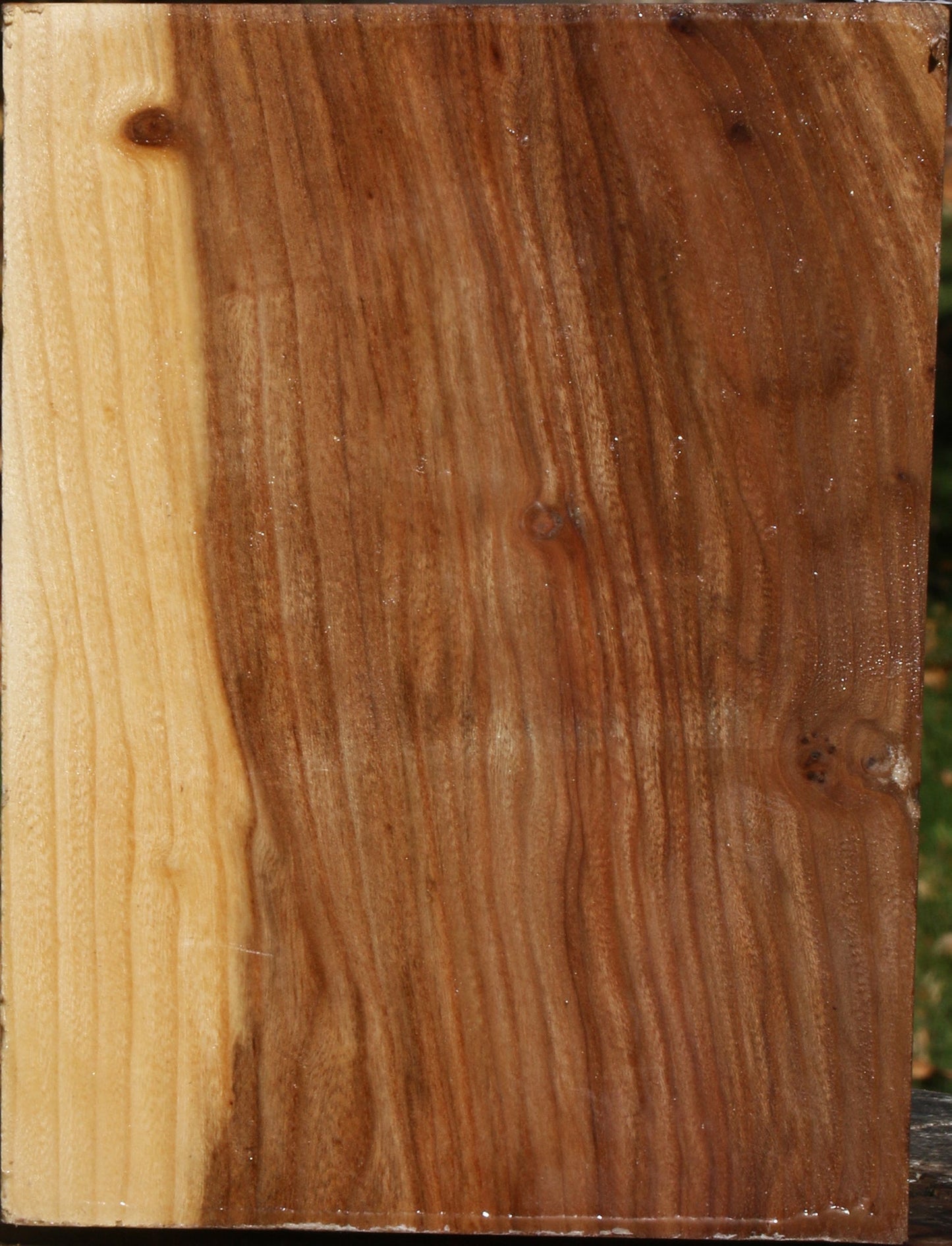Elm Vessel Blank