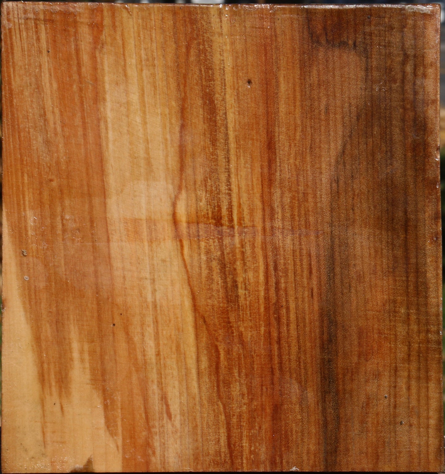 Spalted Maple Bowl Blank