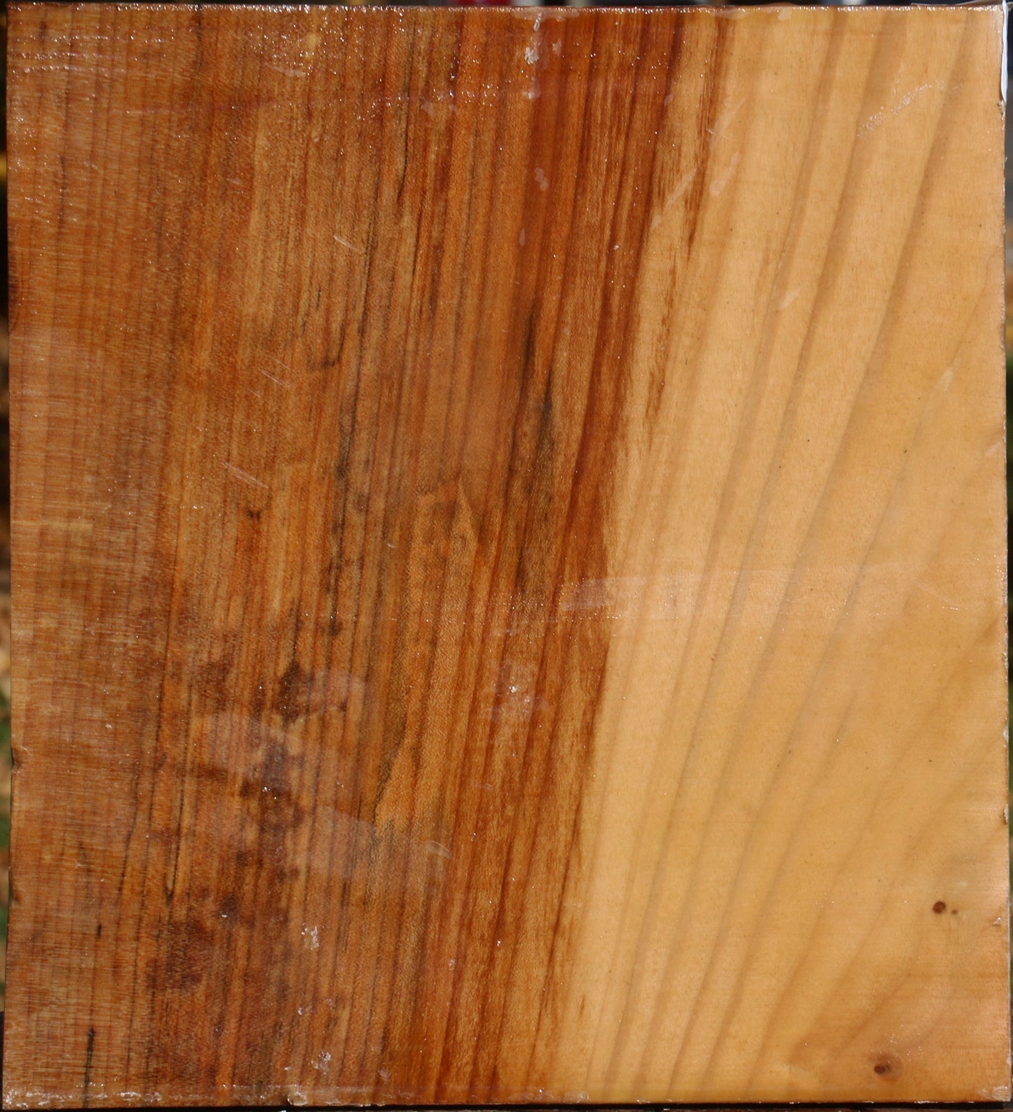 Spalted Maple Bowl Blank