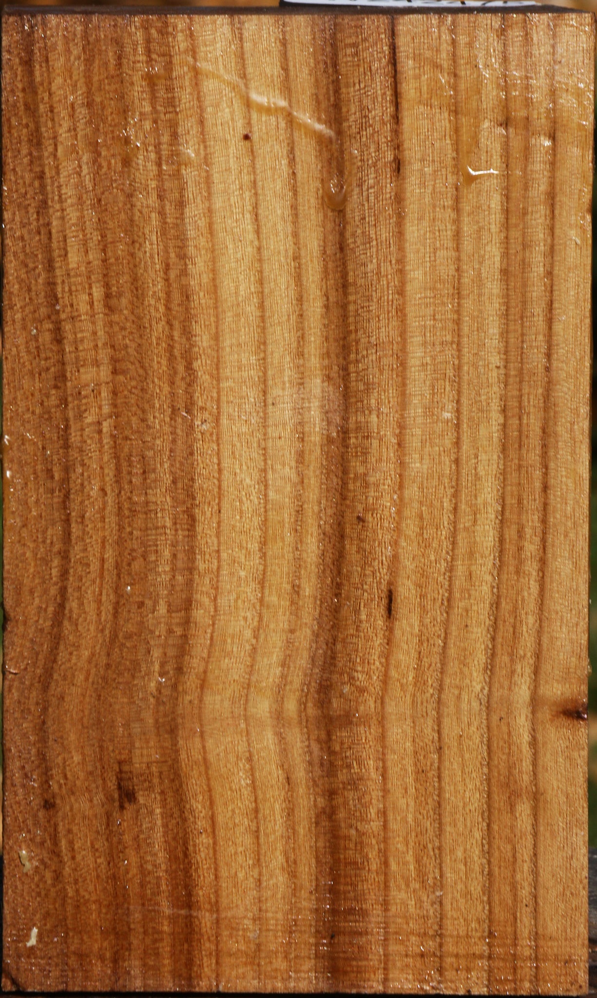 Elm Vessel Blank