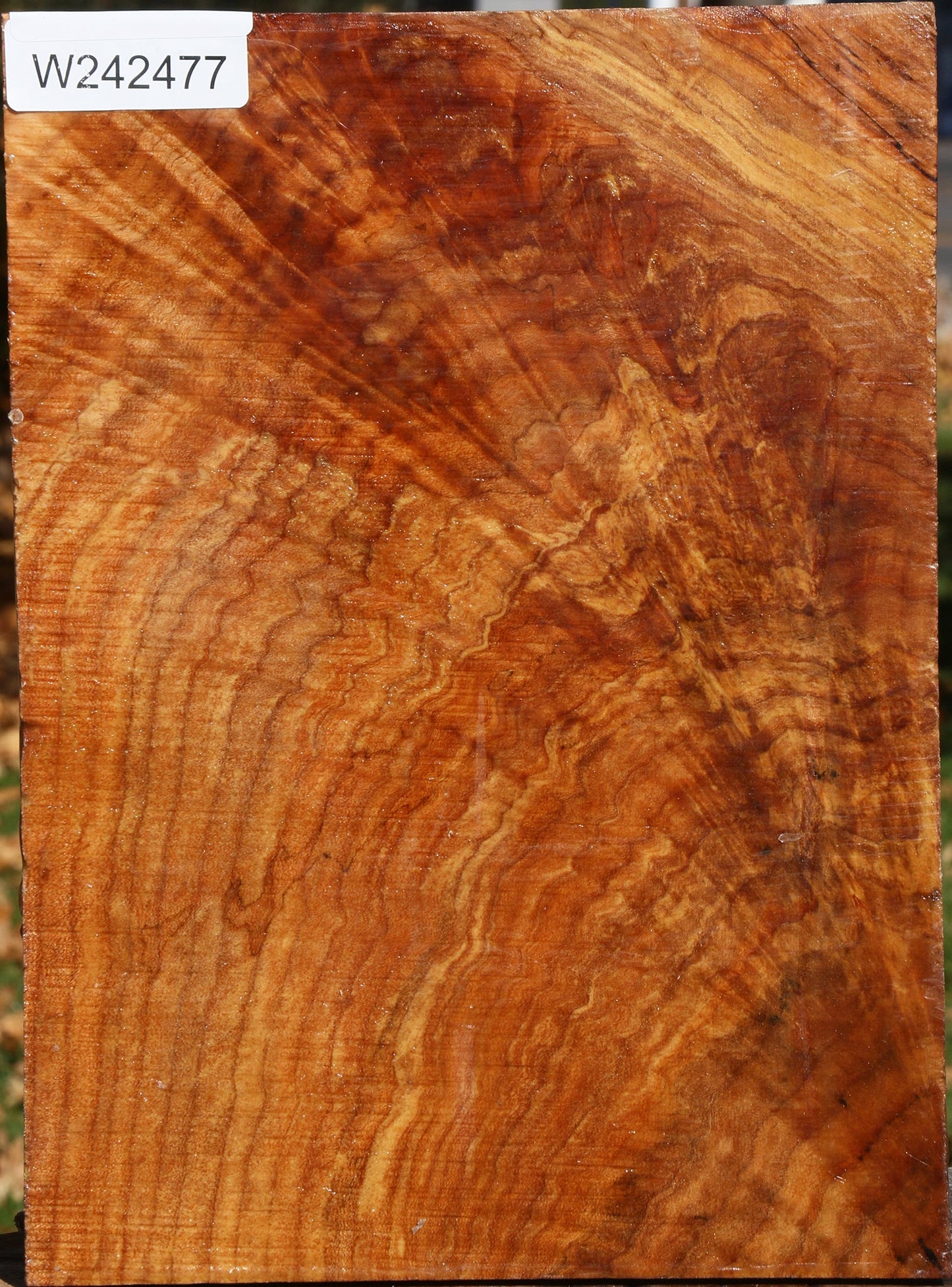 Extra Fancy Maple Vessel Blank