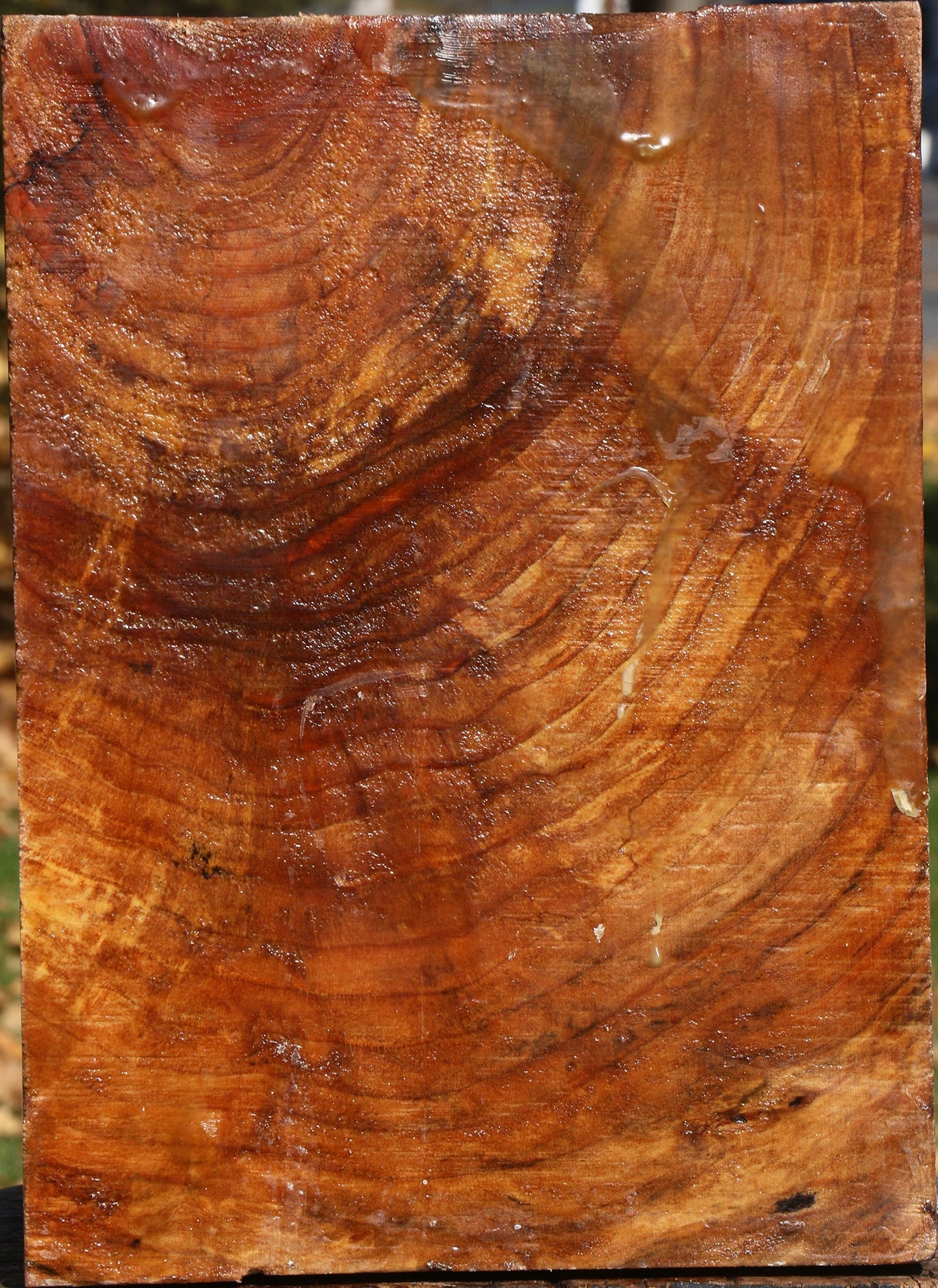 Extra Fancy Maple Vessel Blank