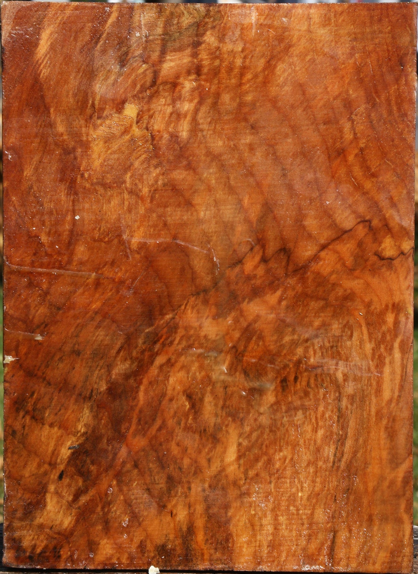 Extra Fancy Maple Vessel Blank