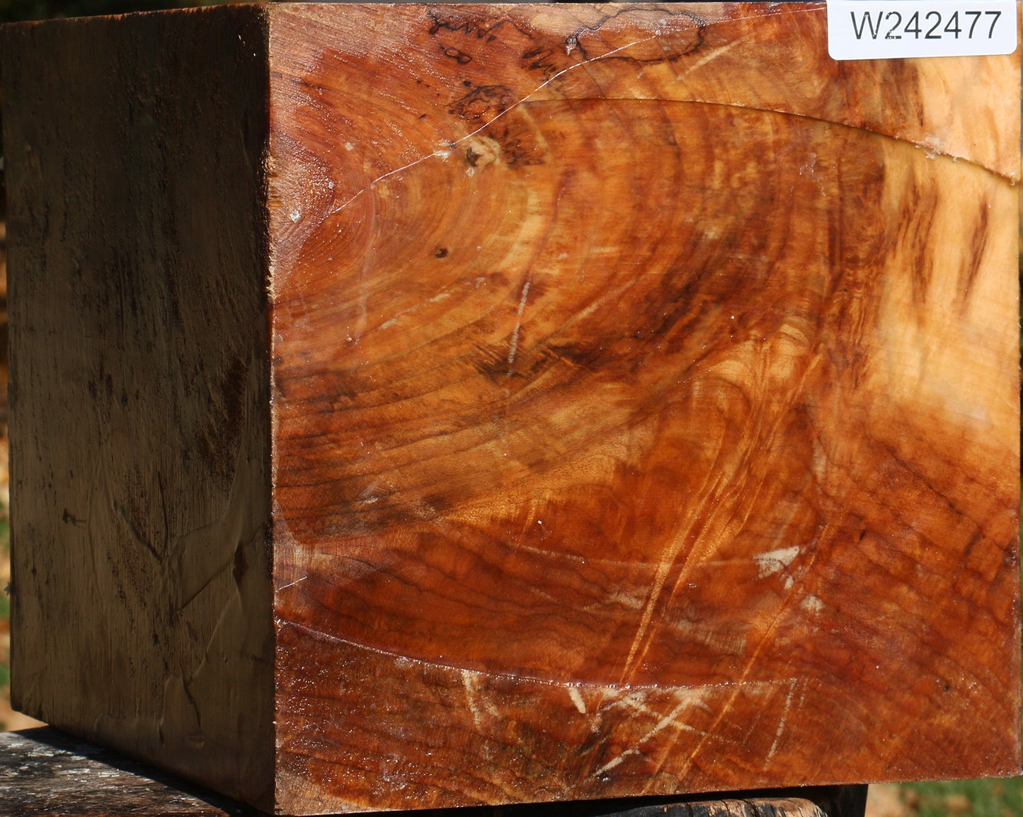 Extra Fancy Maple Vessel Blank