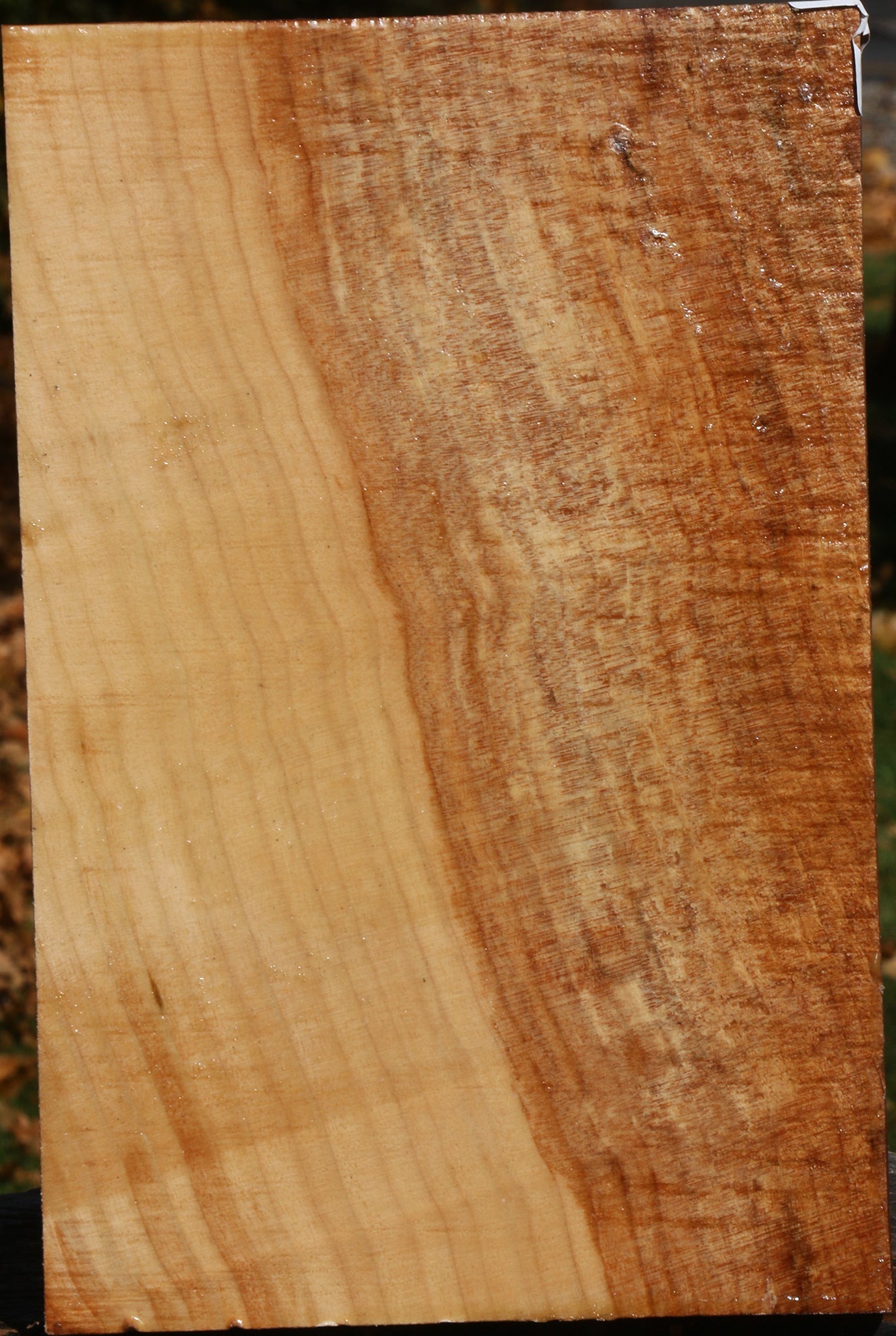 Figured Spalted Maple Vessel Blank