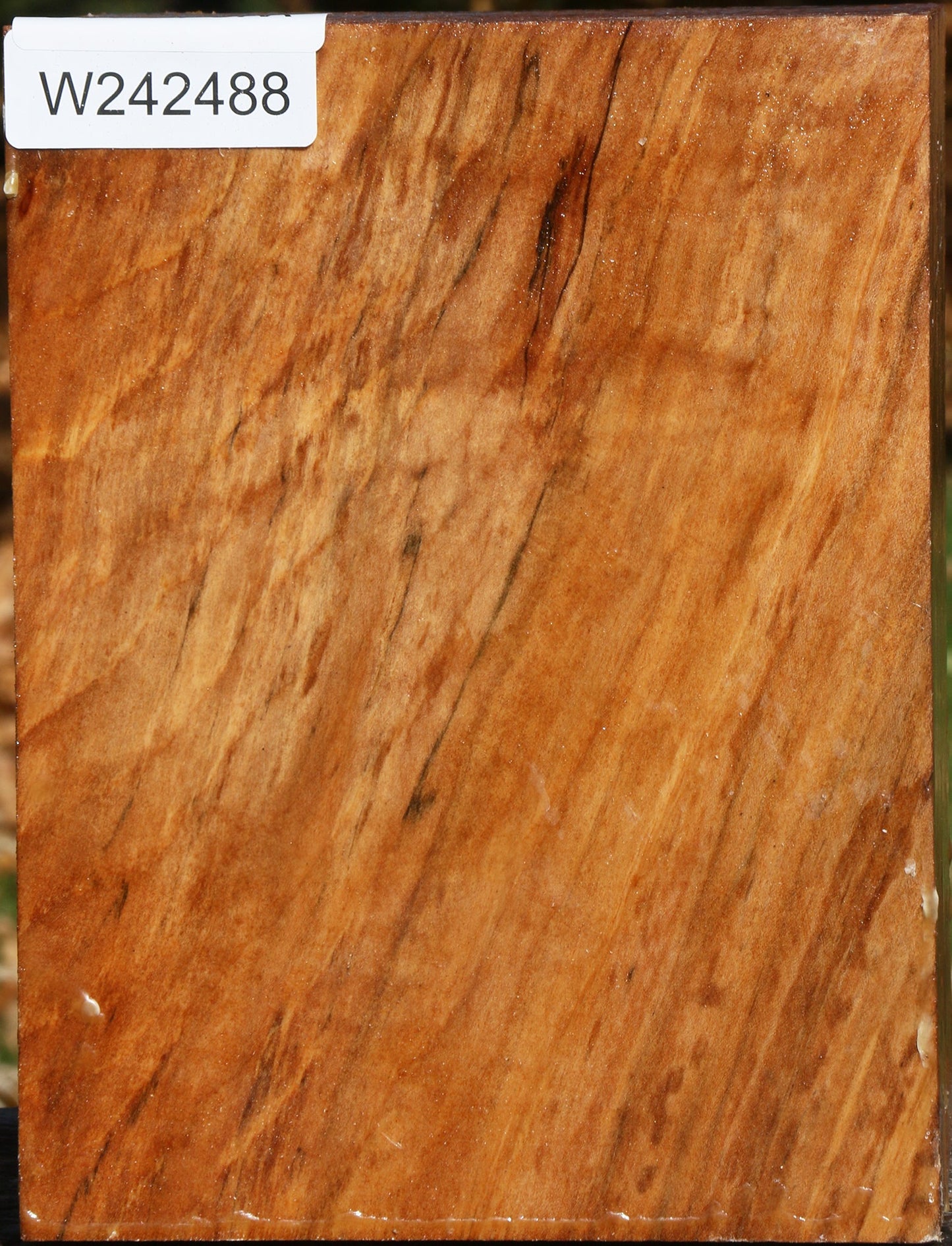 Spalted Maple Vessel Blank