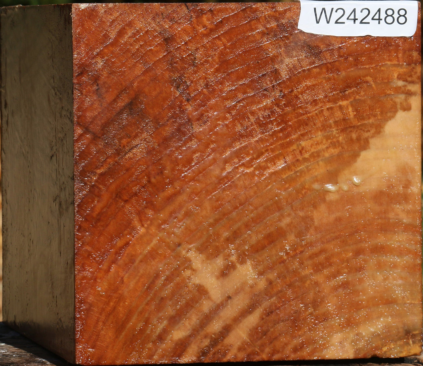 Spalted Maple Vessel Blank