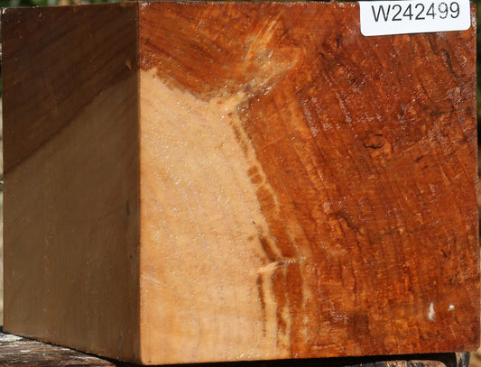 Spalted Maple Vessel Blank