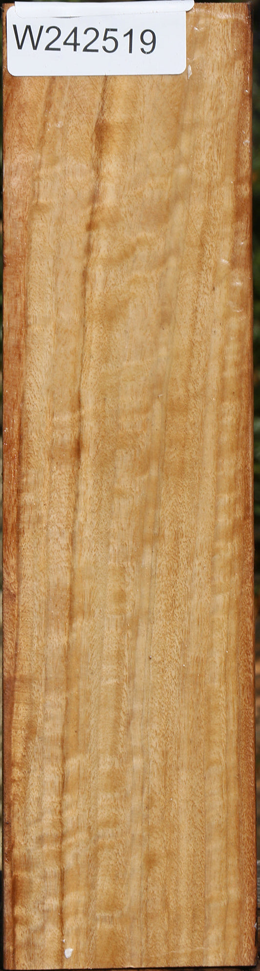 Black Cottonwood Peppermill