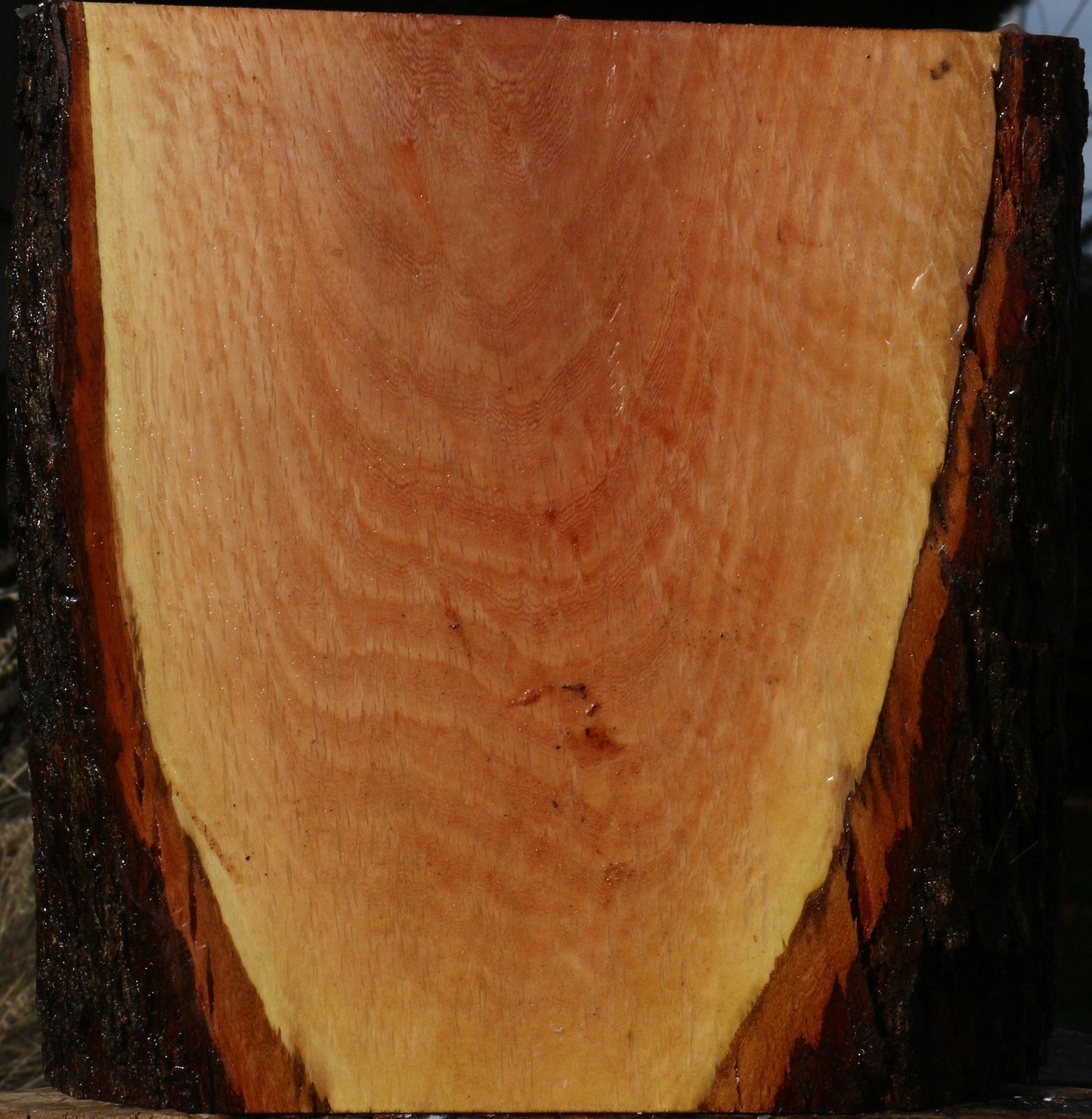Figured Beefwood Live Edge Bowl Blank