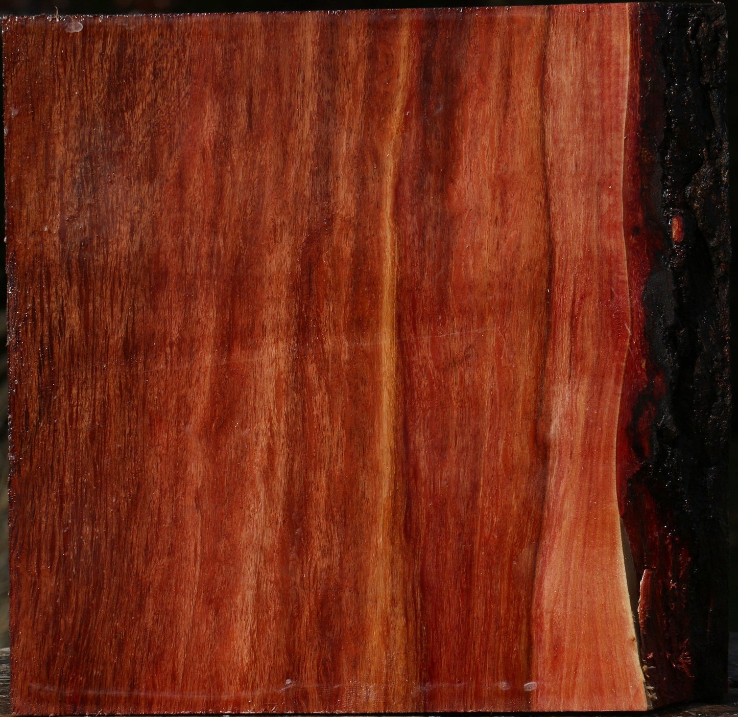 Extra Fancy Beefwood Bowl Blank