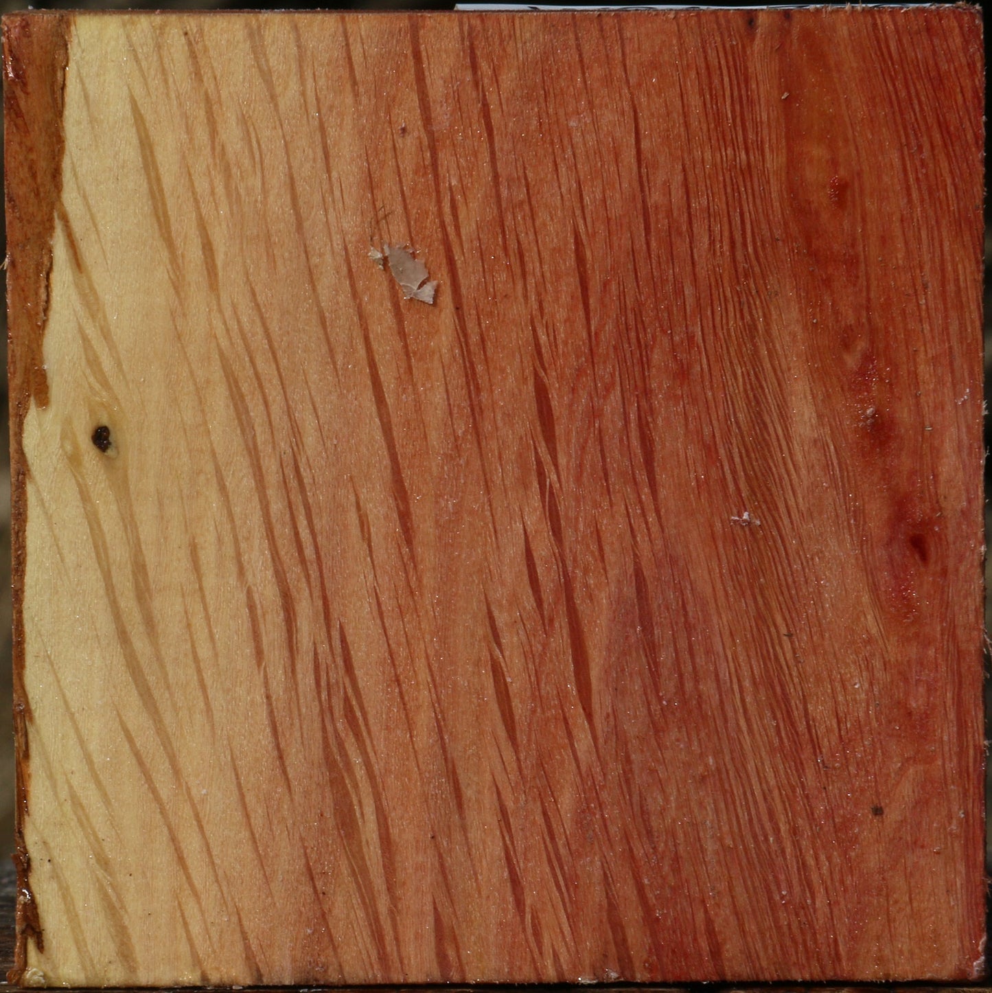 Extra Fancy Beefwood Bowl Blank