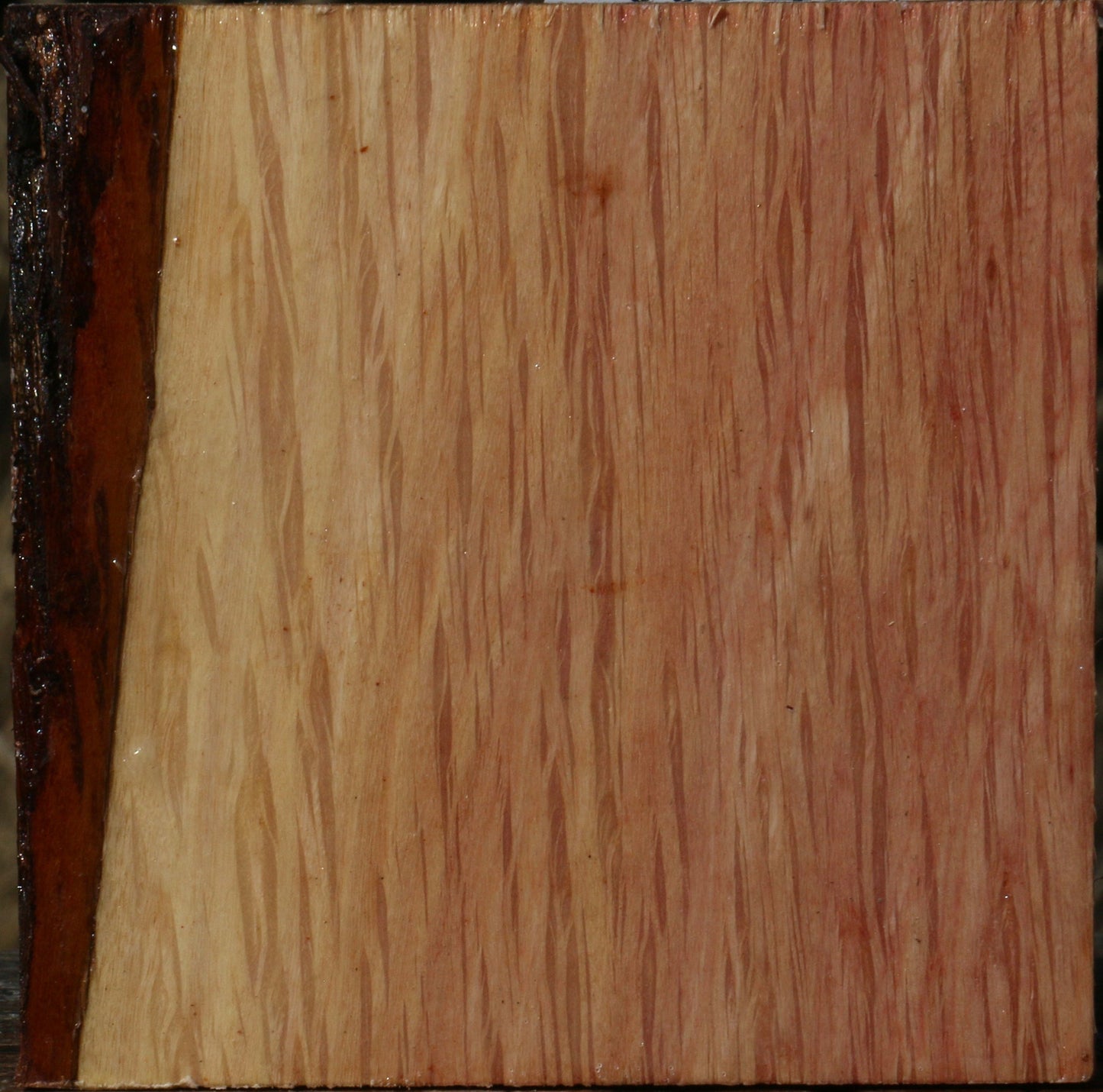 Figured Beefwood Bowl Blank