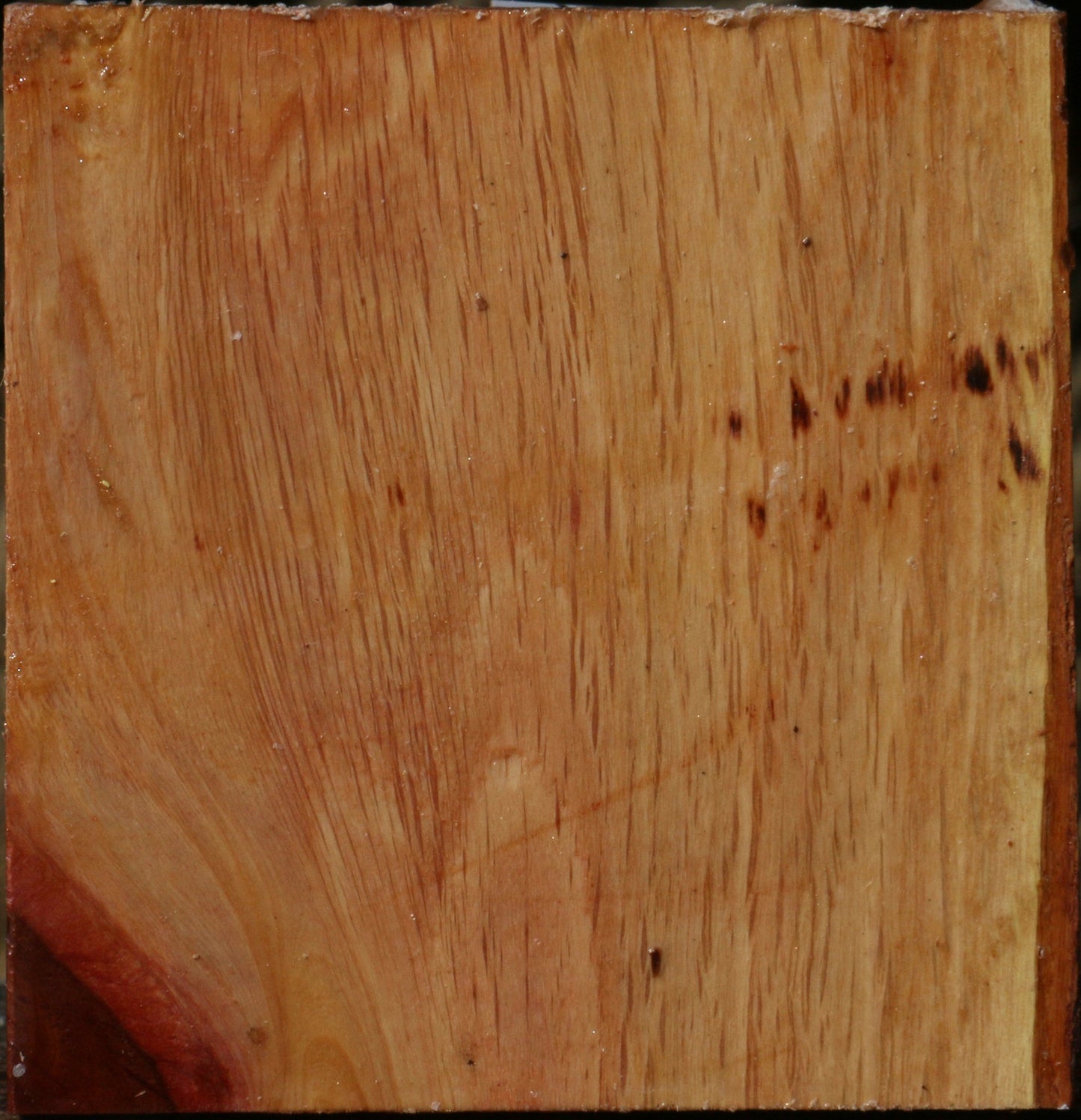 Extra Fancy Beefwood Bowl Blank