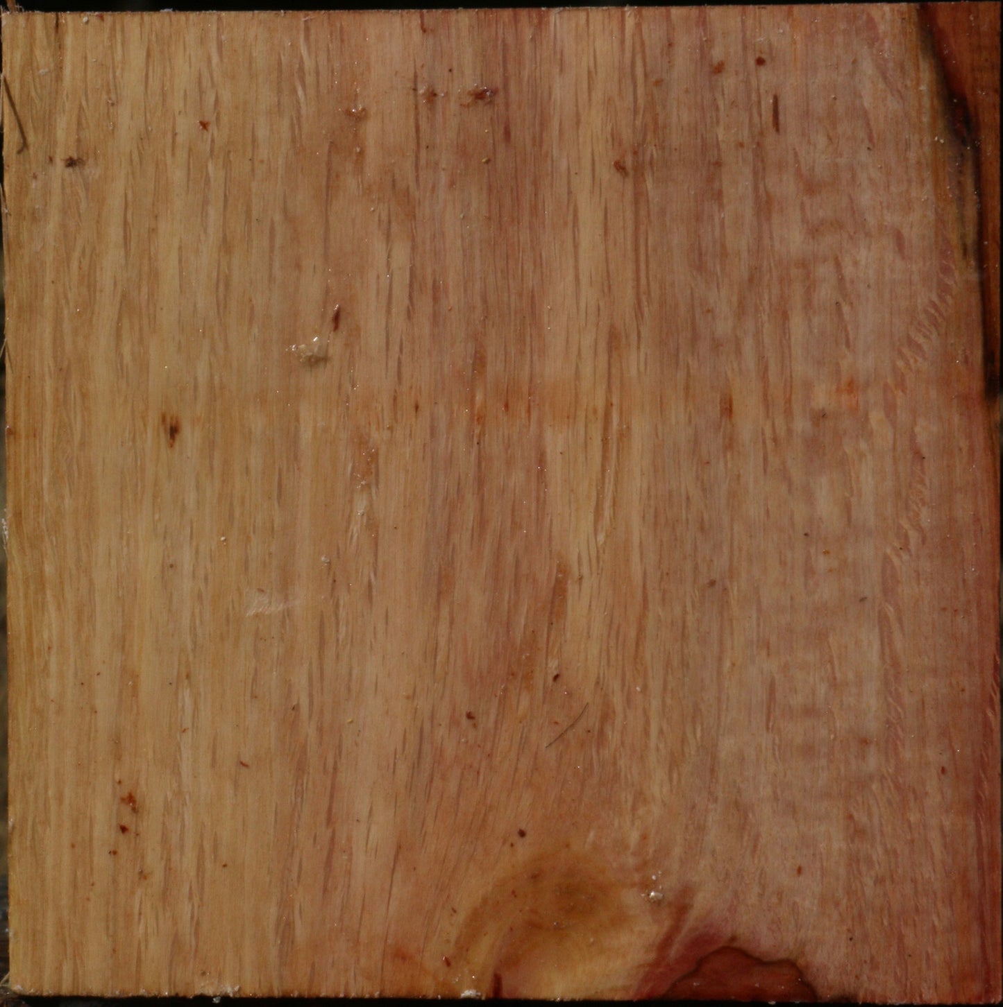 Figured Beefwood Bowl Blank