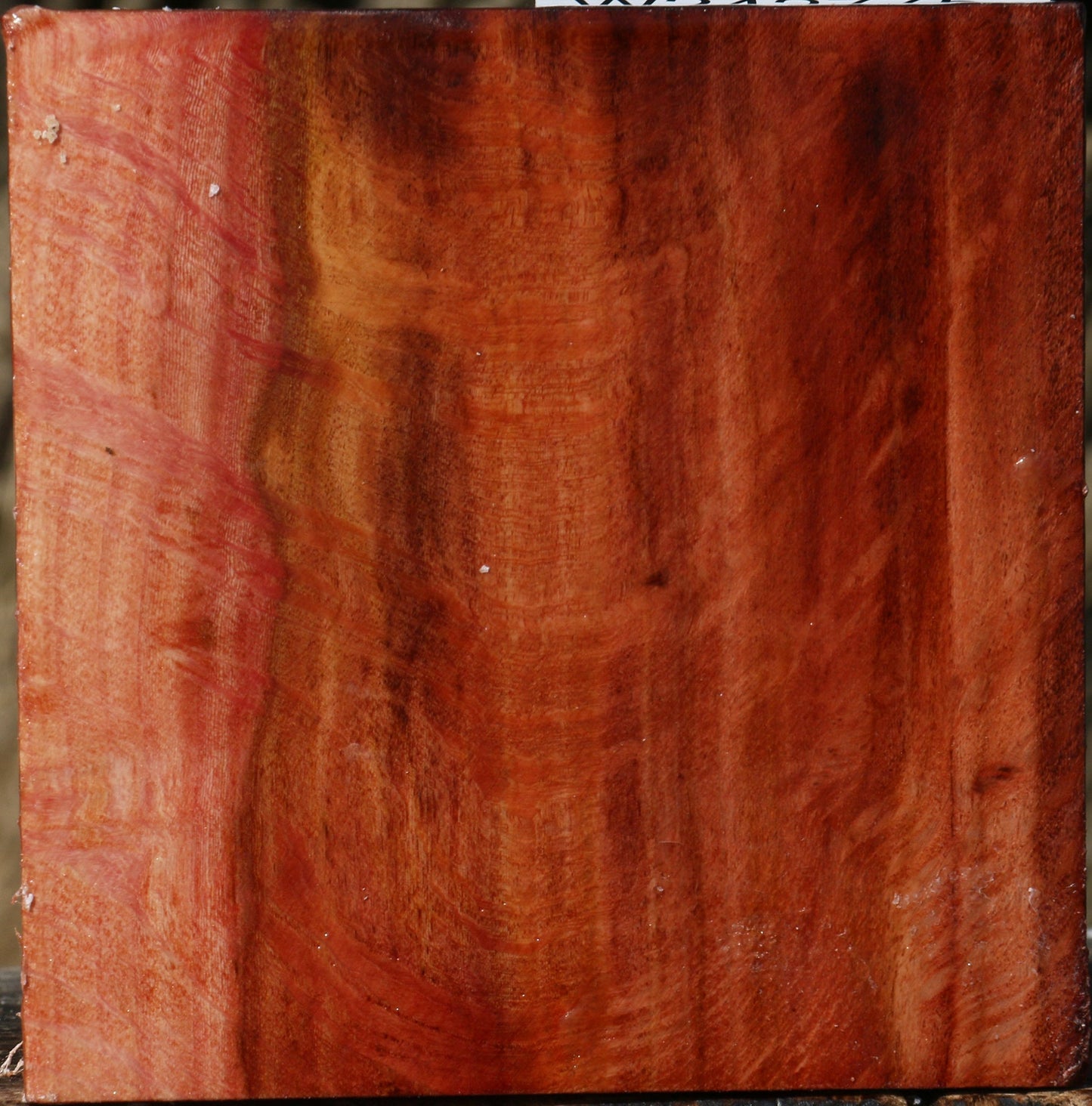 Extra Fancy Beefwood Bowl Blank