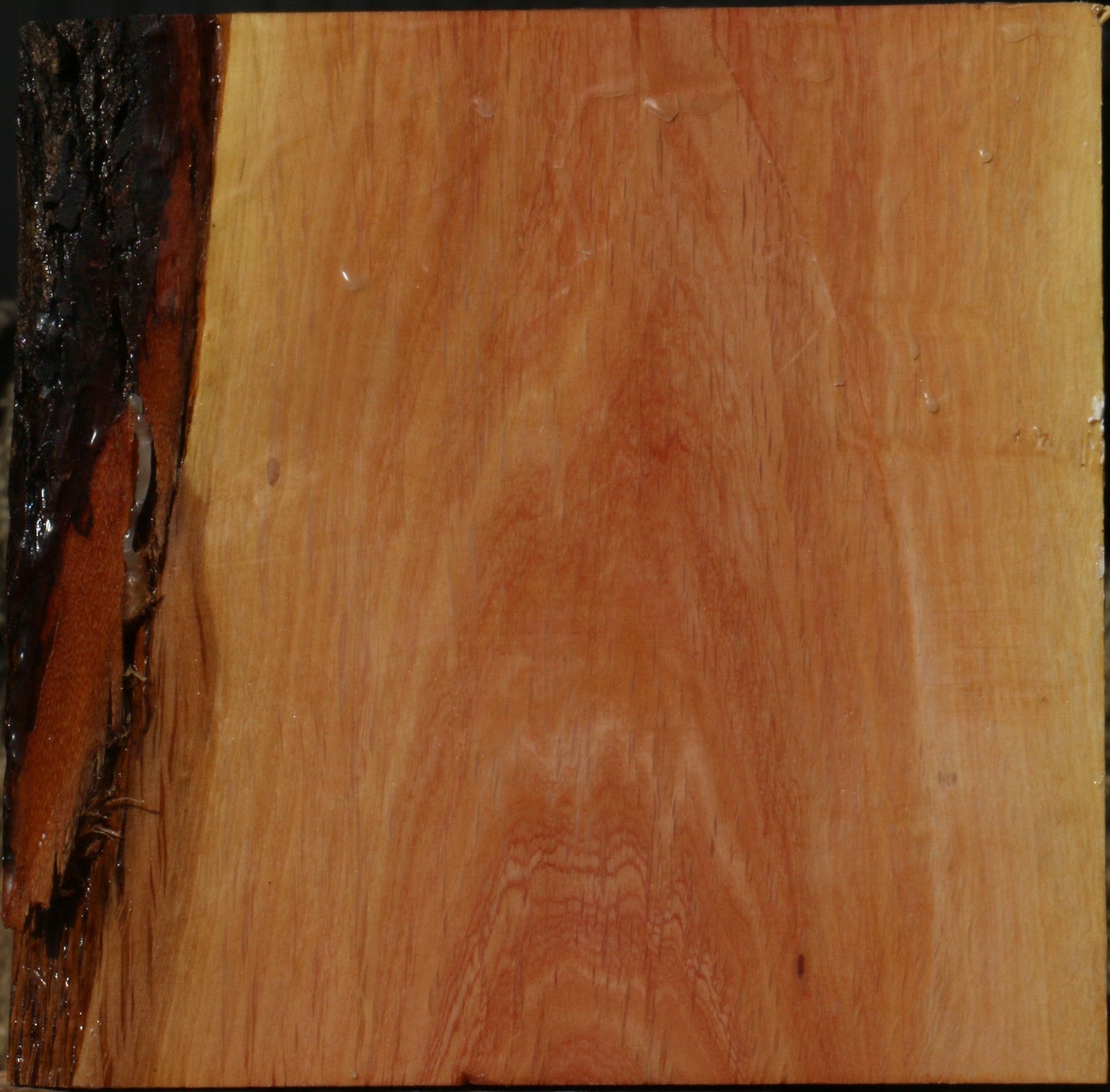 Extra Fancy Beefwood Bowl Blank