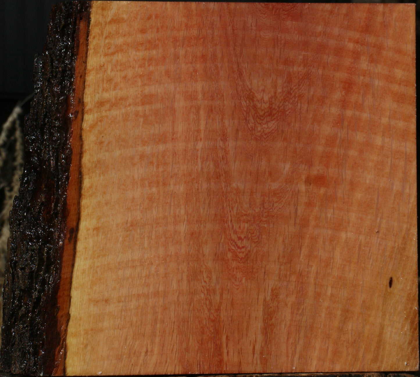 Figured Beefwood Live Edge Bowl Blank