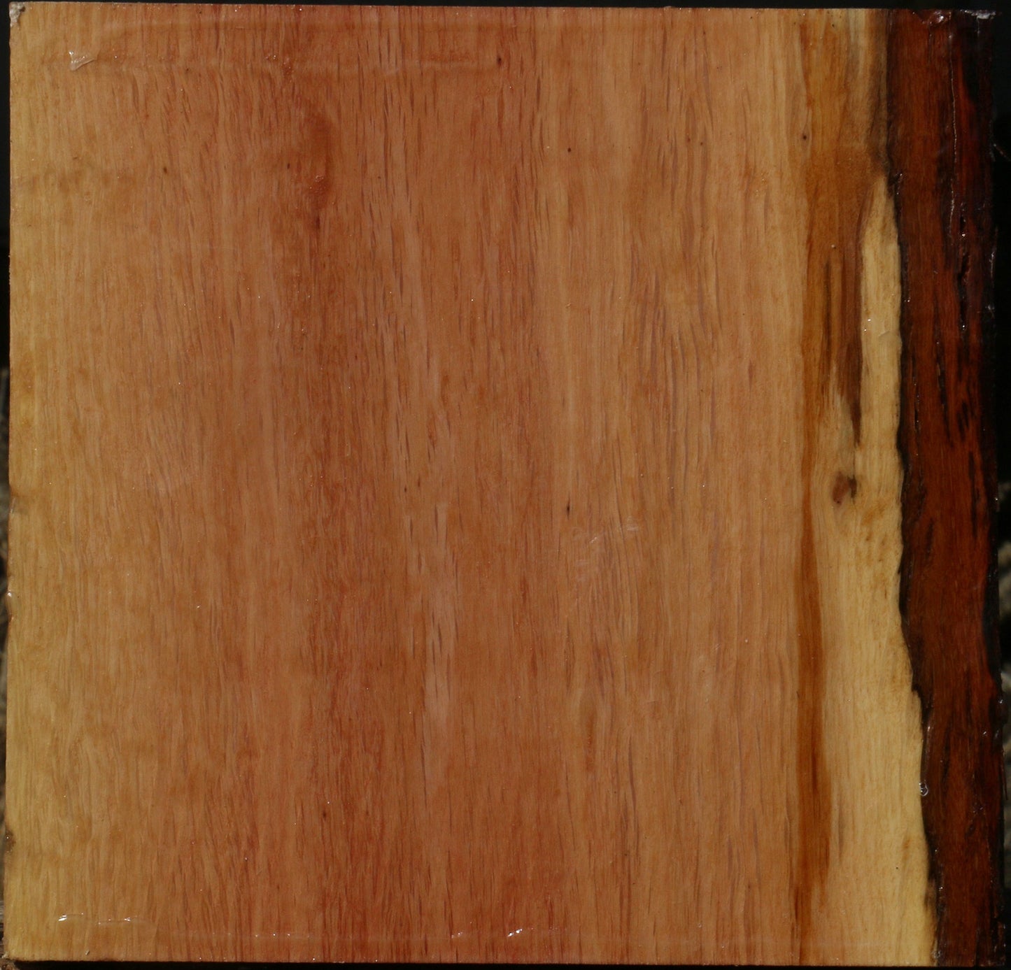 Figured Beefwood Bowl Blank