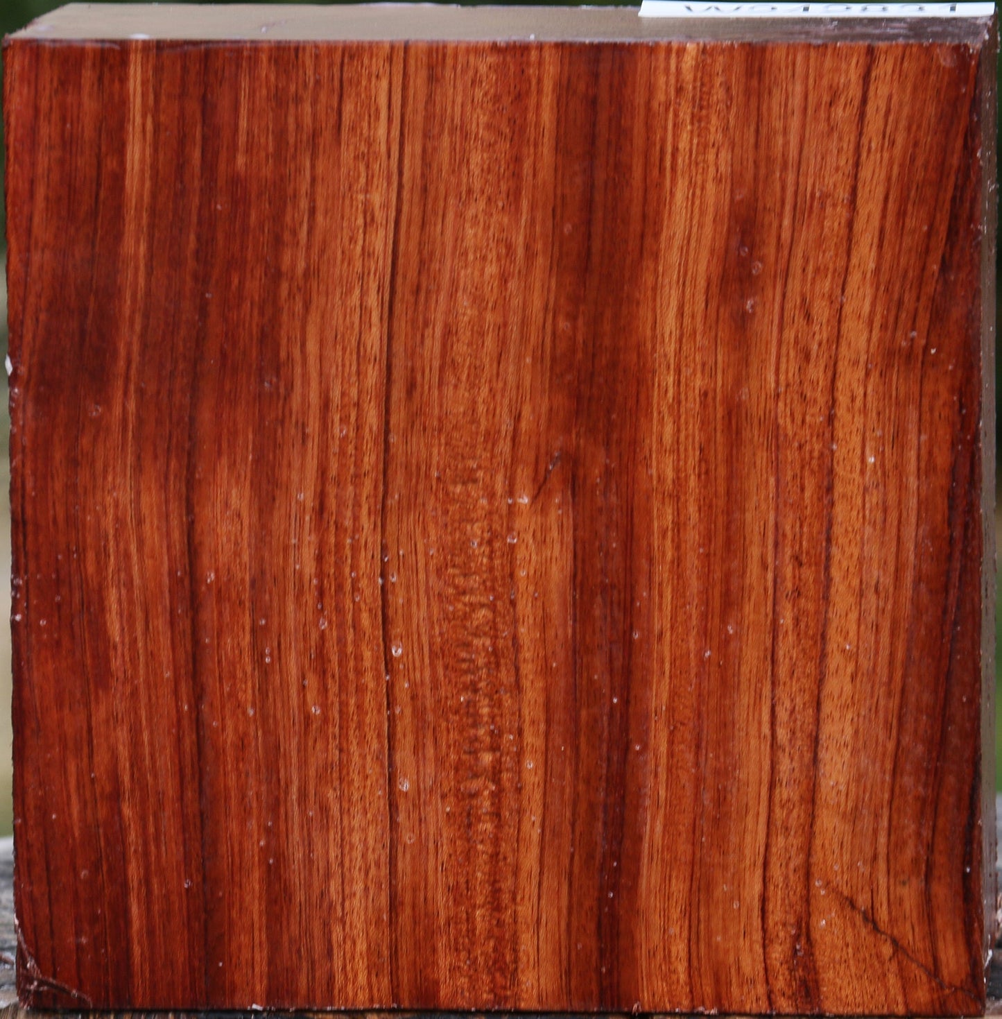 Bubinga Bowl Blank