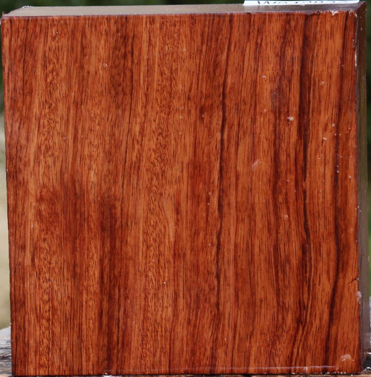 Bubinga Bowl Blank